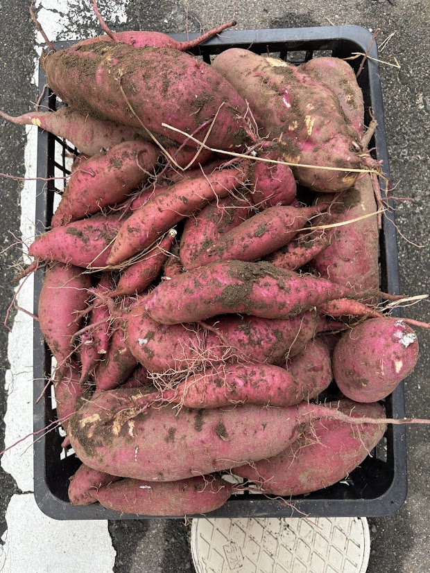 Read more about the article さつま芋掘り🍠